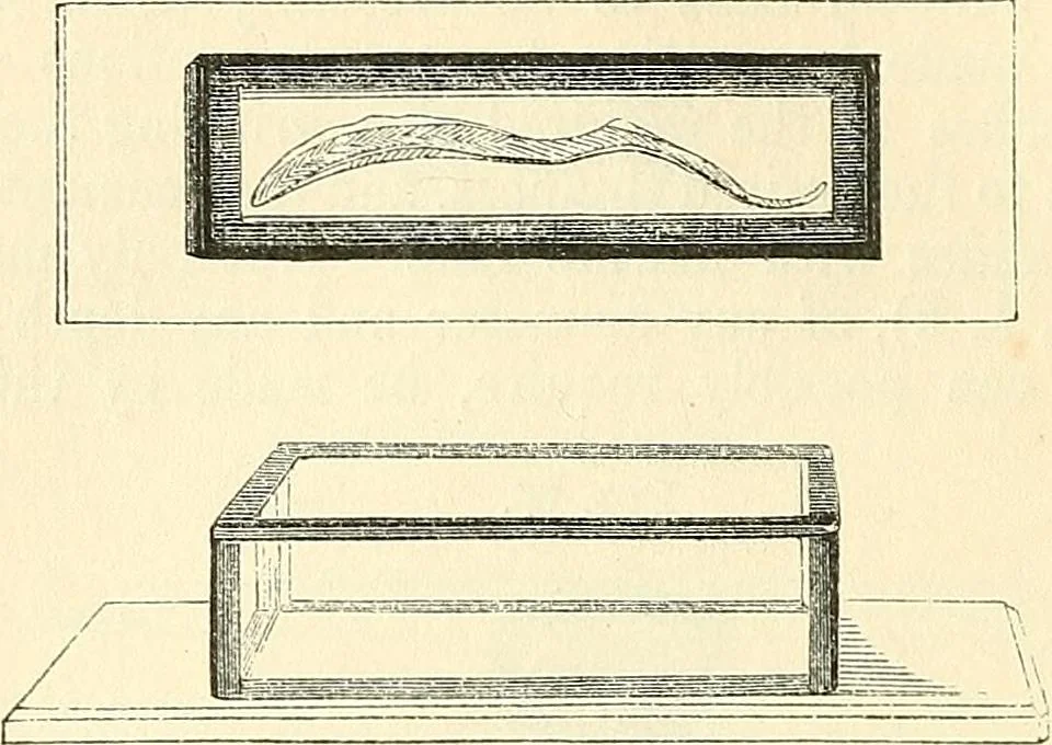 An illustration from The microscope and its revelations, 1856, leaf 277