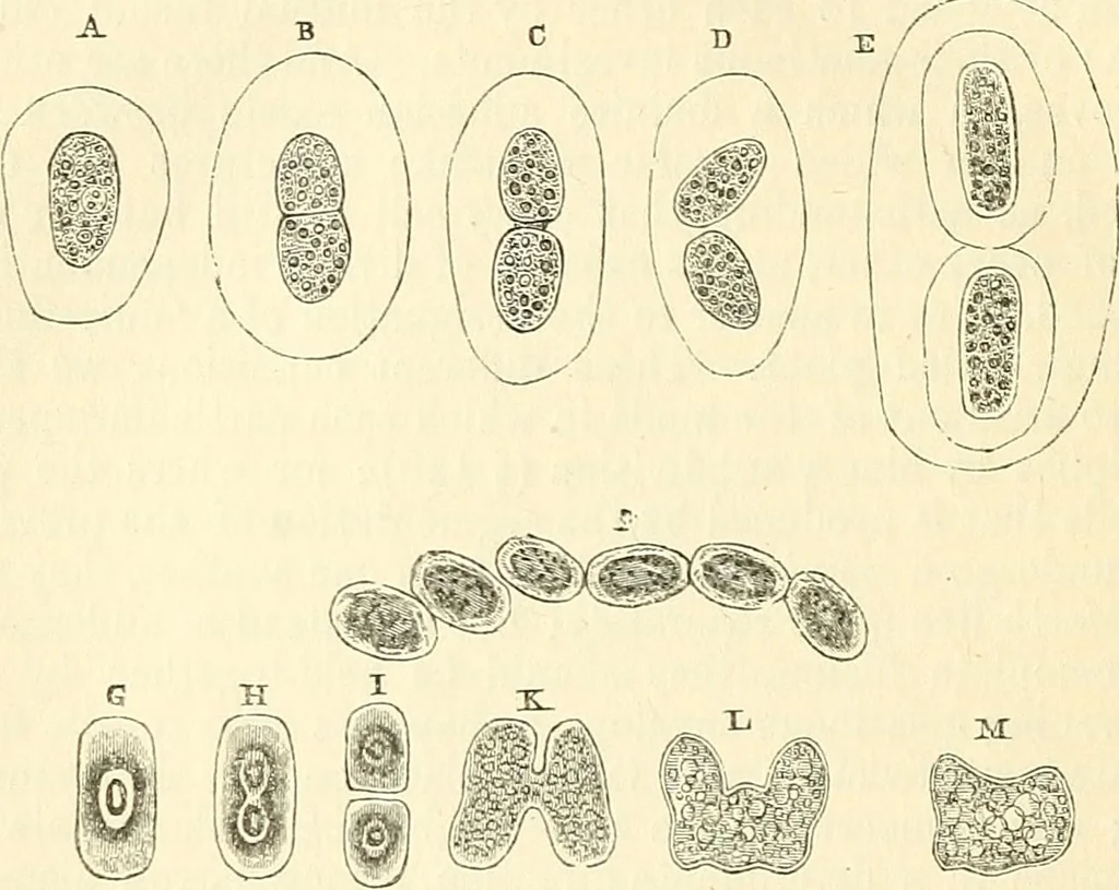 An illustration from The microscope and its revelations, 1856, leaf 291
