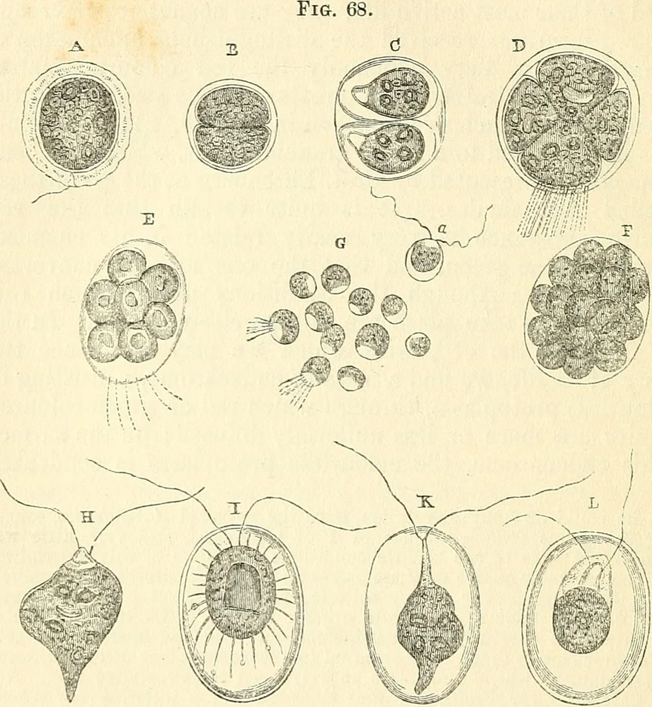 An illustration from The microscope and its revelations, 1856, leaf 295
