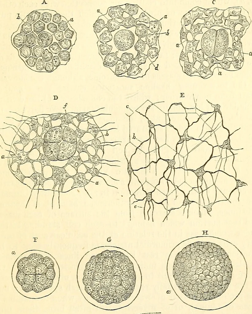 An illustration from The microscope and its revelations, 1856, leaf 304