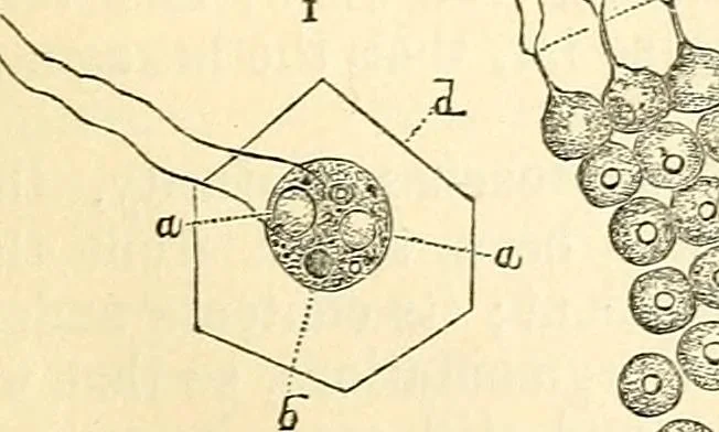 An illustration from The microscope and its revelations, 1856, leaf 304