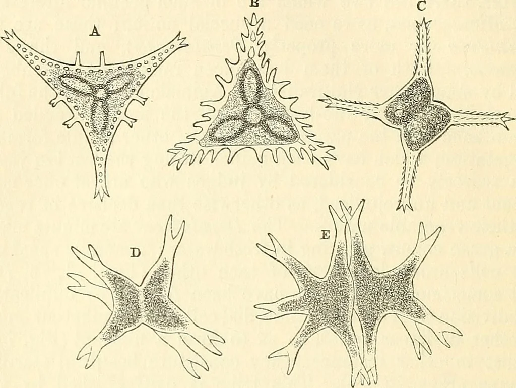 An illustration from The microscope and its revelations, 1856, leaf 309