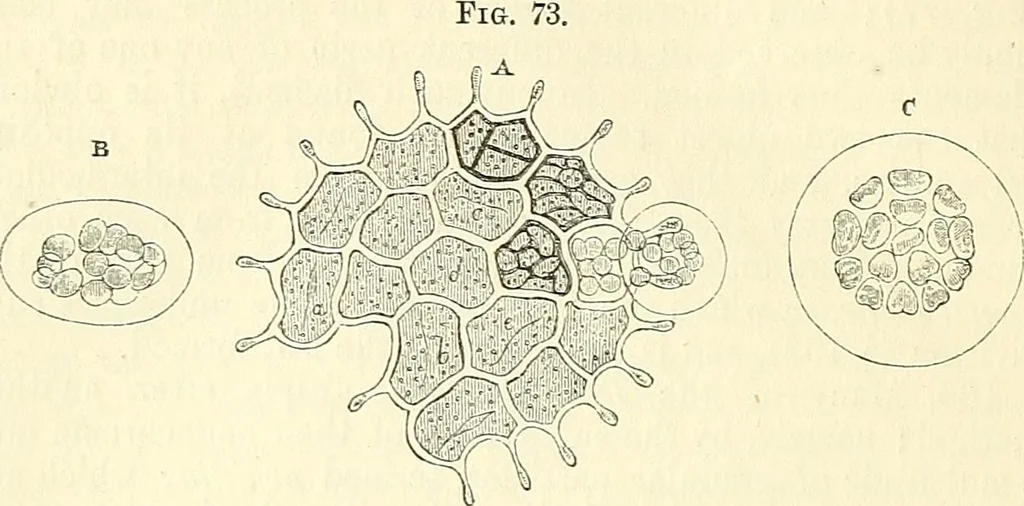 An illustration from The microscope and its revelations, 1856, leaf 315