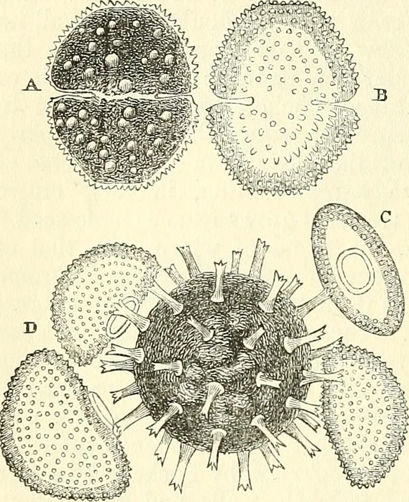 An illustration from The microscope and its revelations, 1856, leaf 319