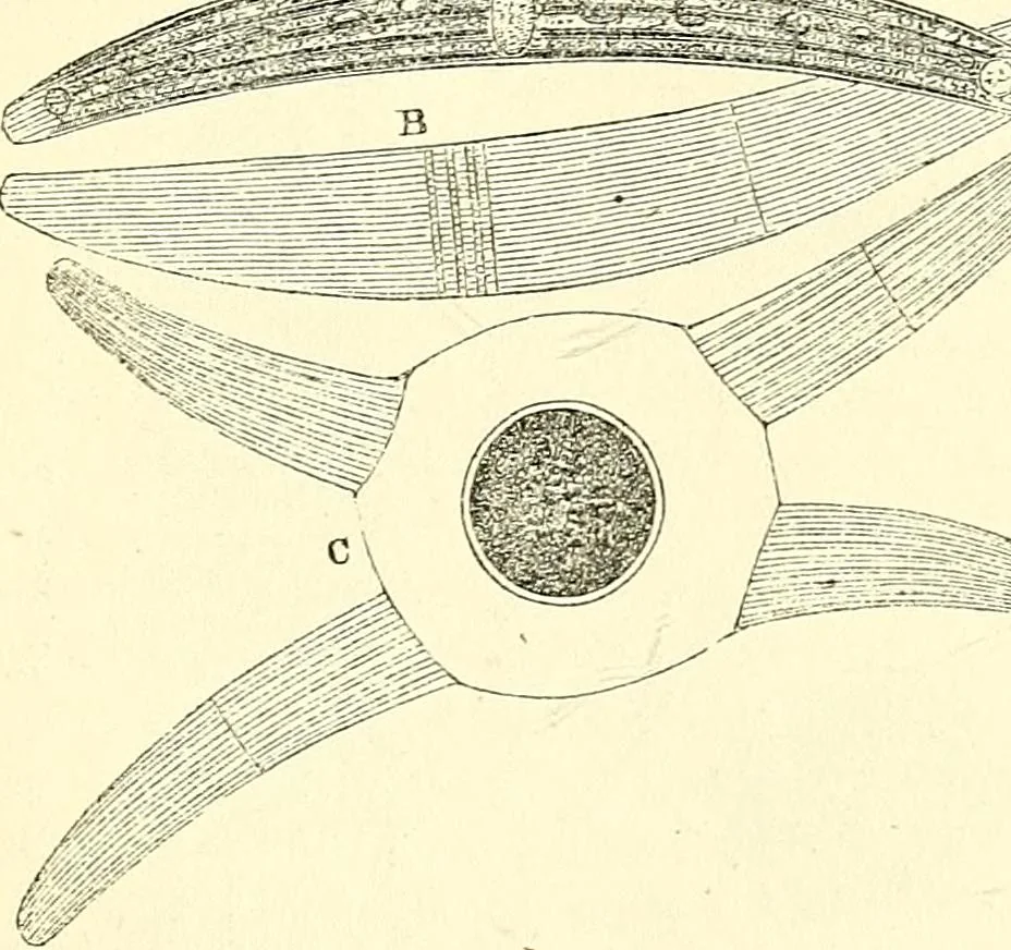 An illustration from The microscope and its revelations, 1856, leaf 320