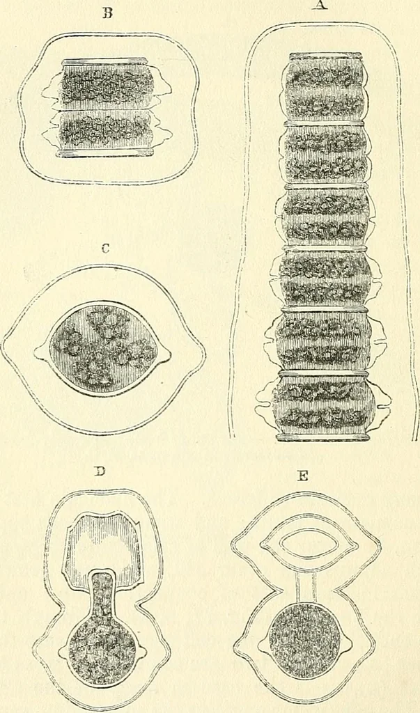 An illustration from The microscope and its revelations, 1856, leaf 321