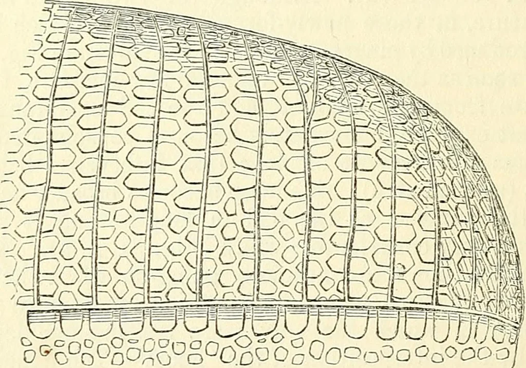 An illustration from The microscope and its revelations, 1856, leaf 327