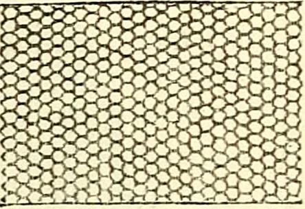 An illustration from The microscope and its revelations, 1856, leaf 330
