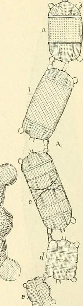 An illustration from The microscope and its revelations, 1856, leaf 331