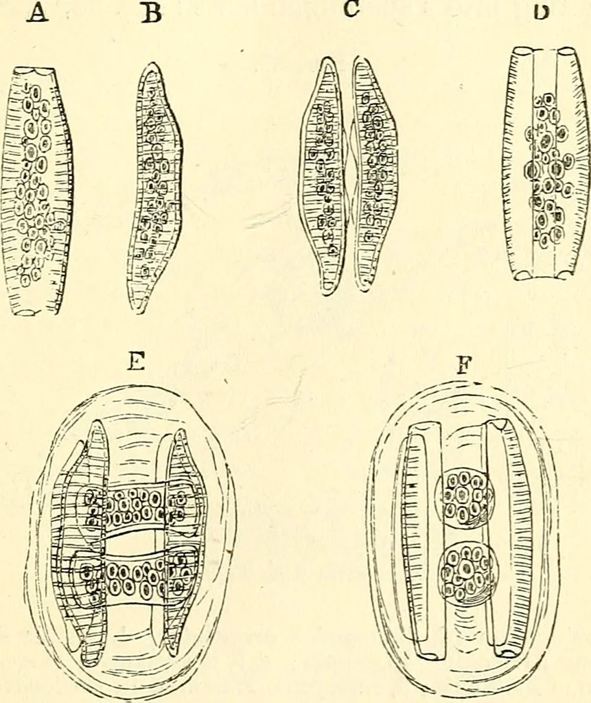 An illustration from The microscope and its revelations, 1856, leaf 334