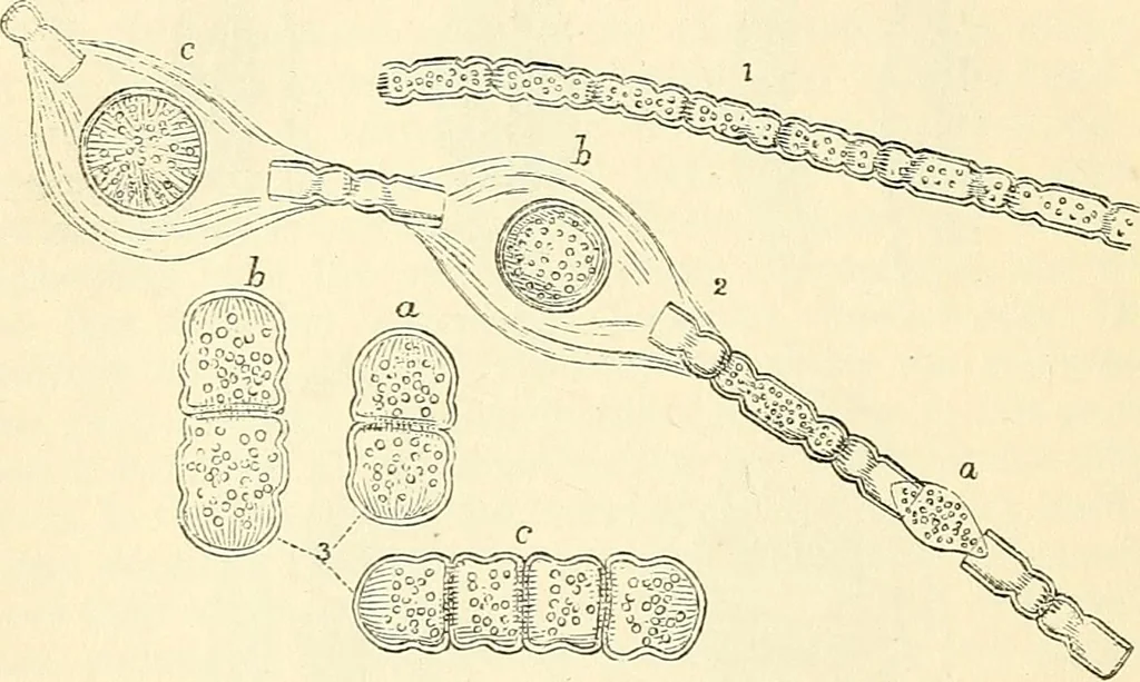 An illustration from The microscope and its revelations, 1856, leaf 335