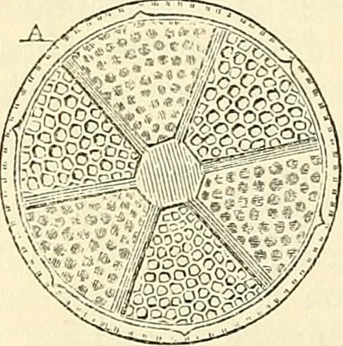An illustration from The microscope and its revelations, 1856, leaf 339