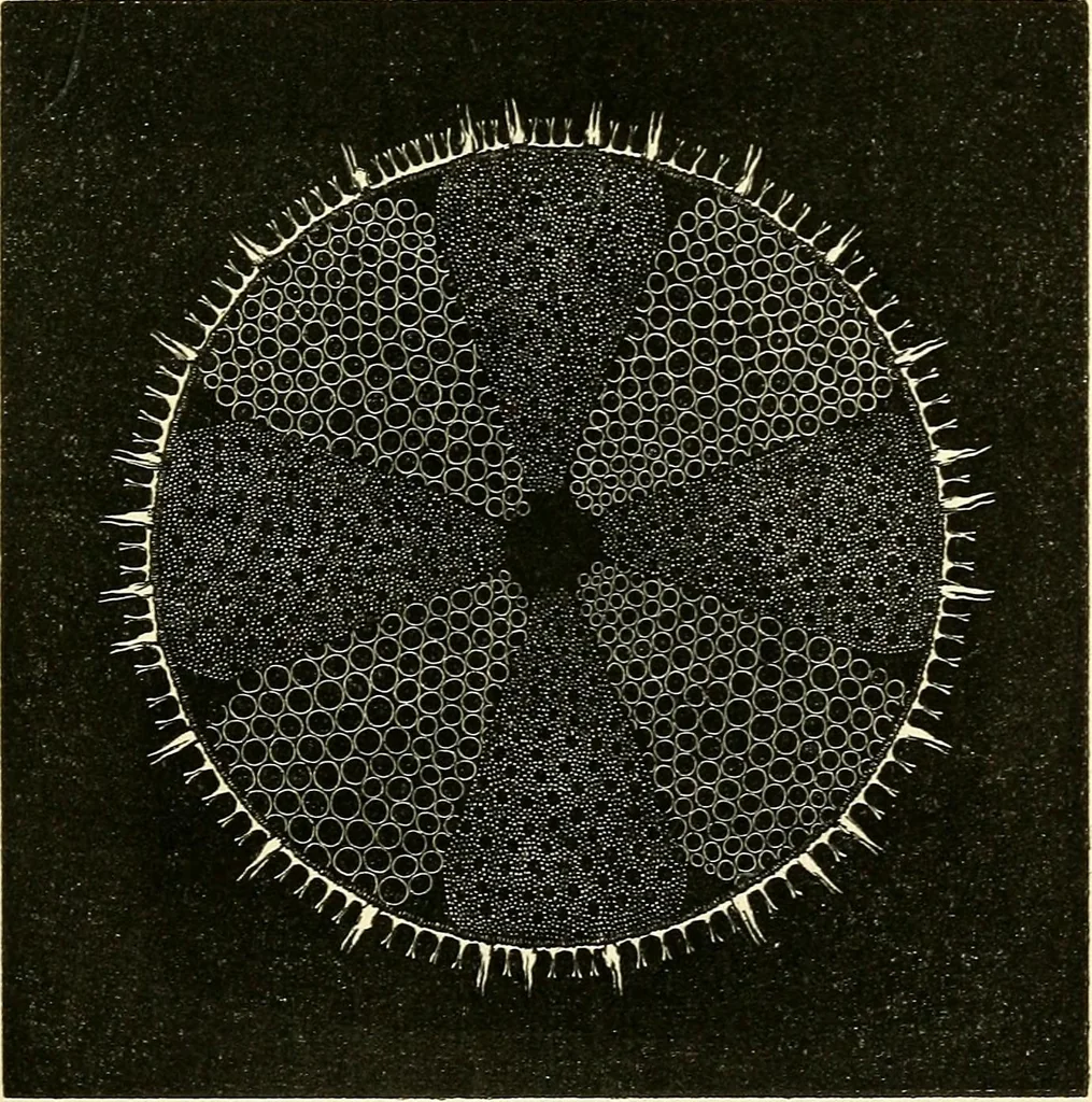 An illustration from The microscope and its revelations, 1856, leaf 340