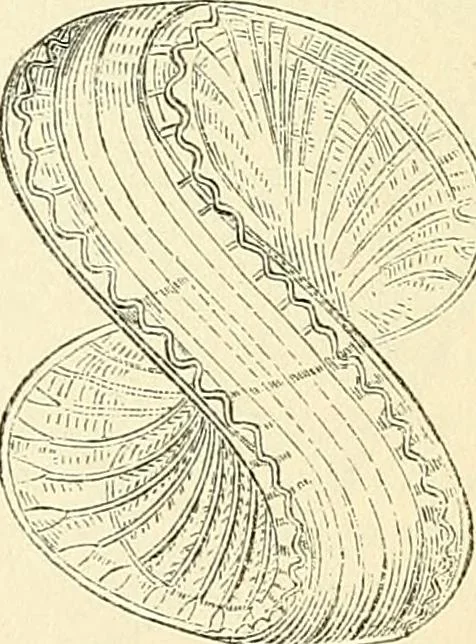 An illustration from The microscope and its revelations, 1856, leaf 343
