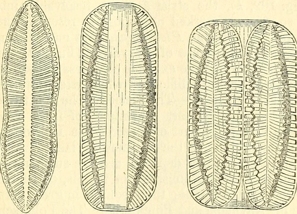 An illustration from The microscope and its revelations, 1856, leaf 344