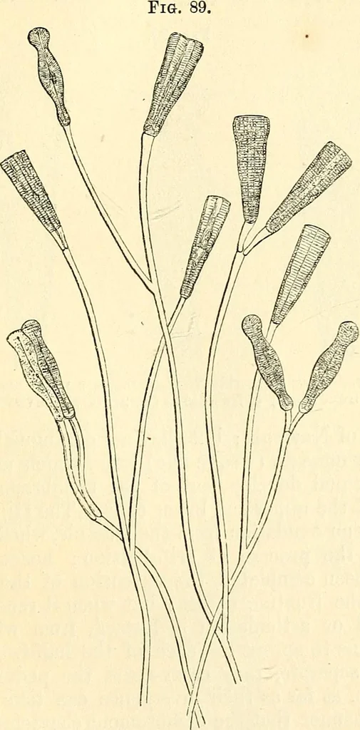 An illustration from The microscope and its revelations, 1856, leaf 346