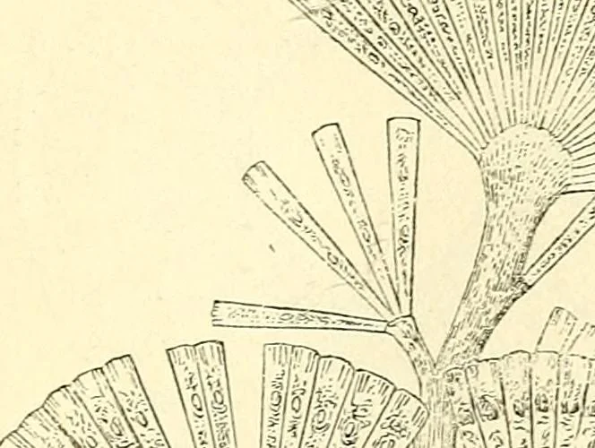 An illustration from The microscope and its revelations, 1856, leaf 348