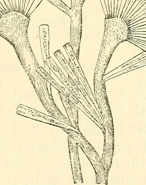 An illustration from The microscope and its revelations, 1856, leaf 348