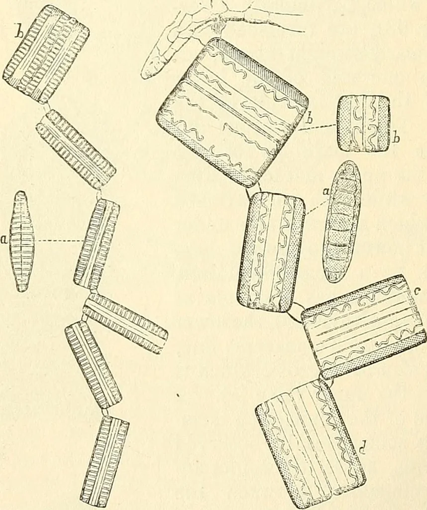 An illustration from The microscope and its revelations, 1856, leaf 351