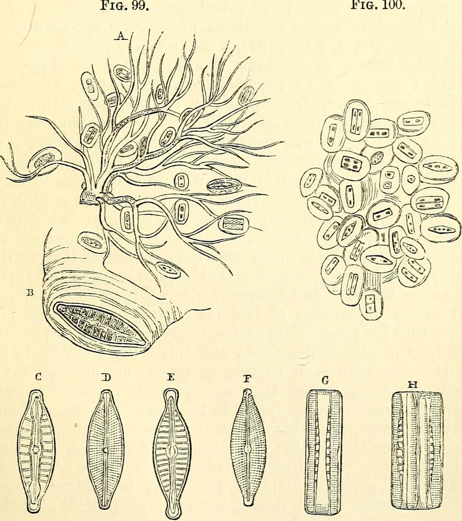 An illustration from The microscope and its revelations, 1856, leaf 354