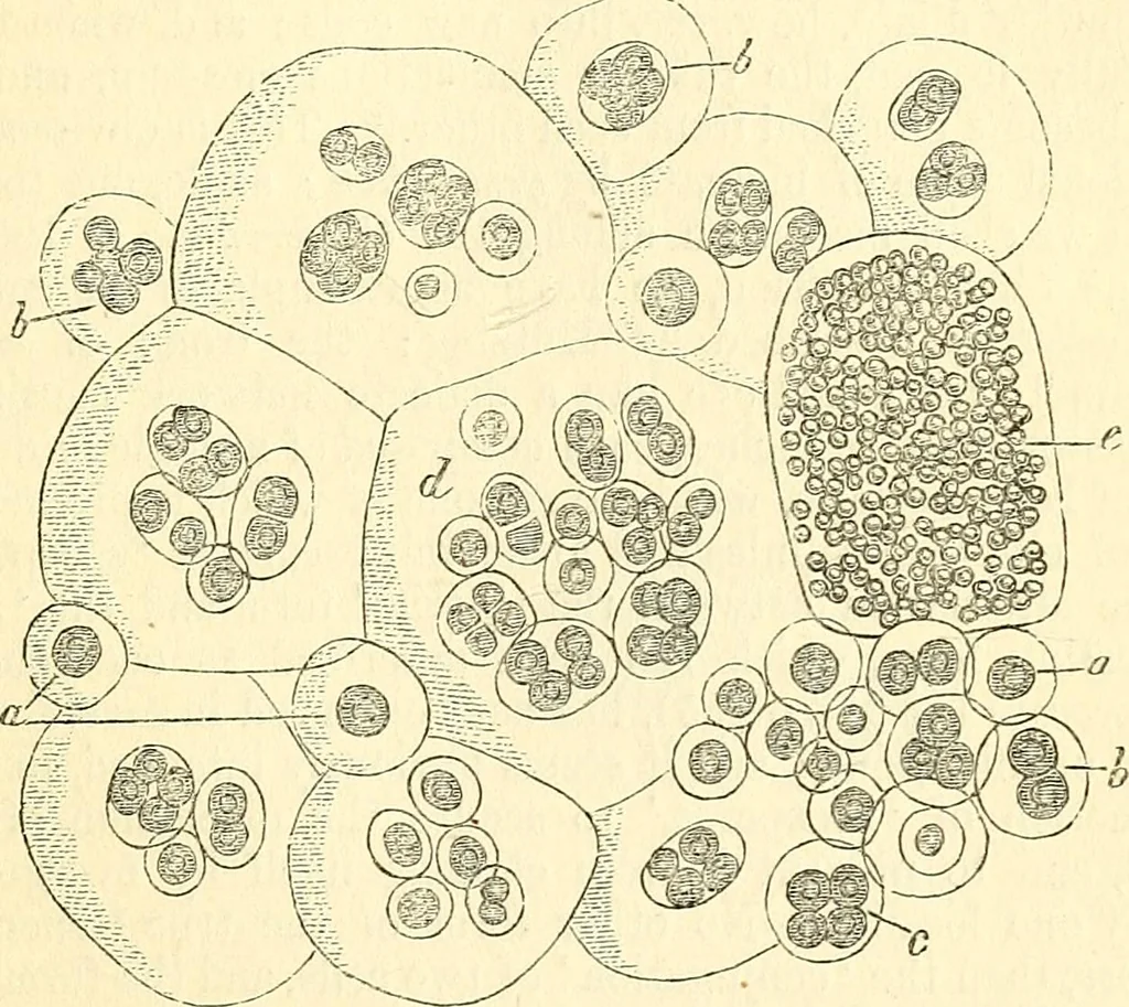 An illustration from The microscope and its revelations, 1856, leaf 364