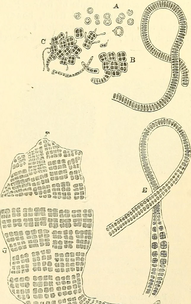 An illustration from The microscope and its revelations, 1856, leaf 366