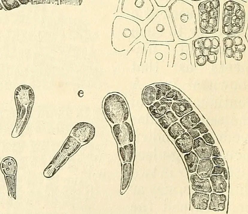 An illustration from The microscope and its revelations, 1856, leaf 367