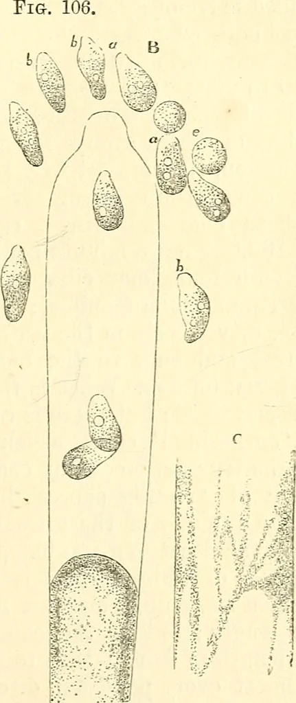 An illustration from The microscope and its revelations, 1856, leaf 374