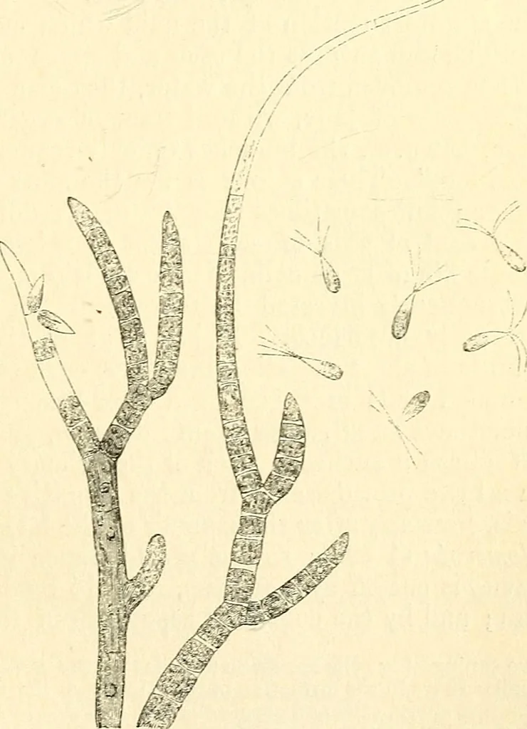 An illustration from The microscope and its revelations, 1856, leaf 380