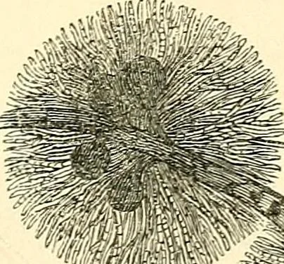 An illustration from The microscope and its revelations, 1856, leaf 382