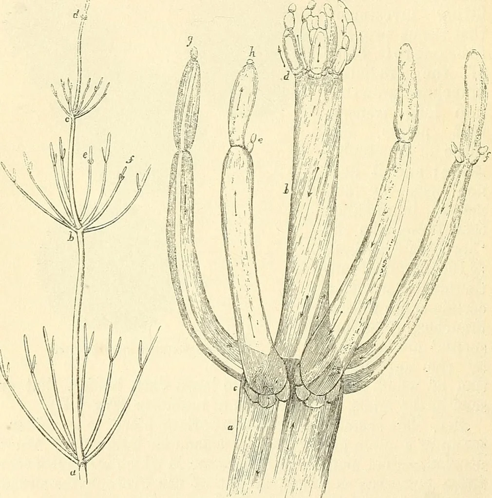 An illustration from The microscope and its revelations, 1856, leaf 383
