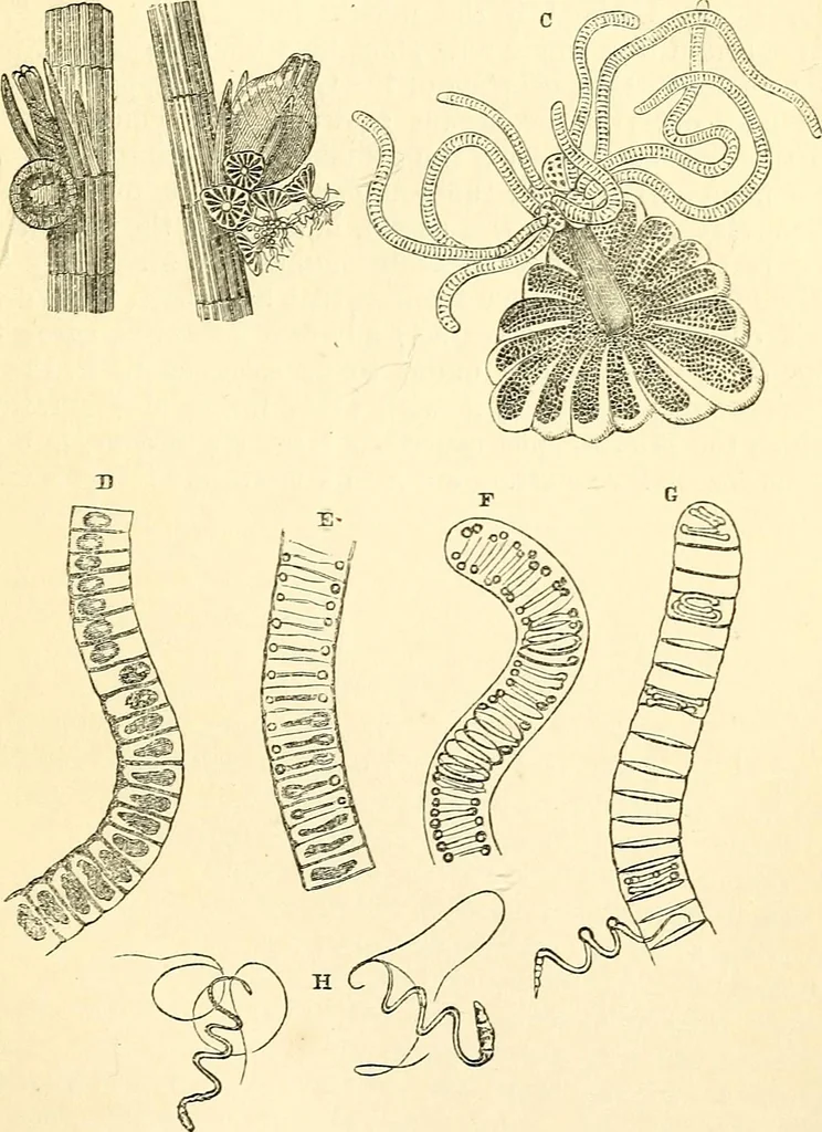 An illustration from The microscope and its revelations, 1856, leaf 386