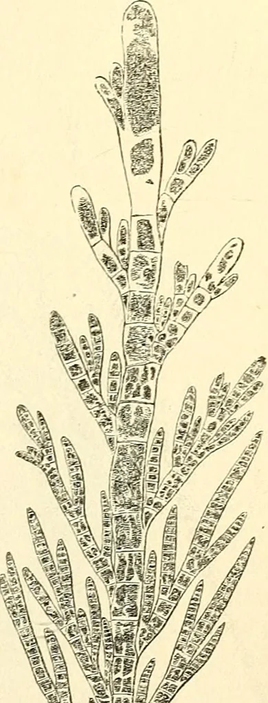 An illustration from The microscope and its revelations, 1856, leaf 390