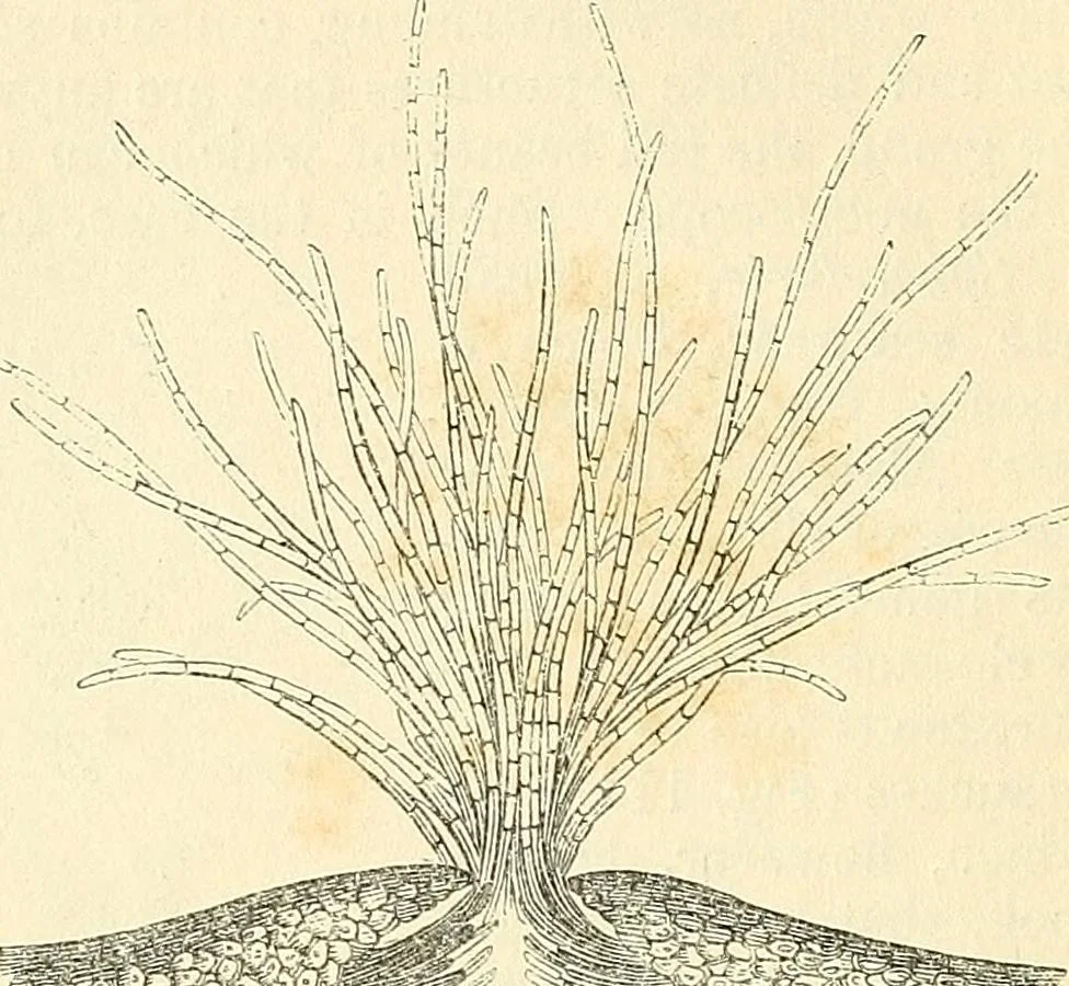 An illustration from The microscope and its revelations, 1856, leaf 391