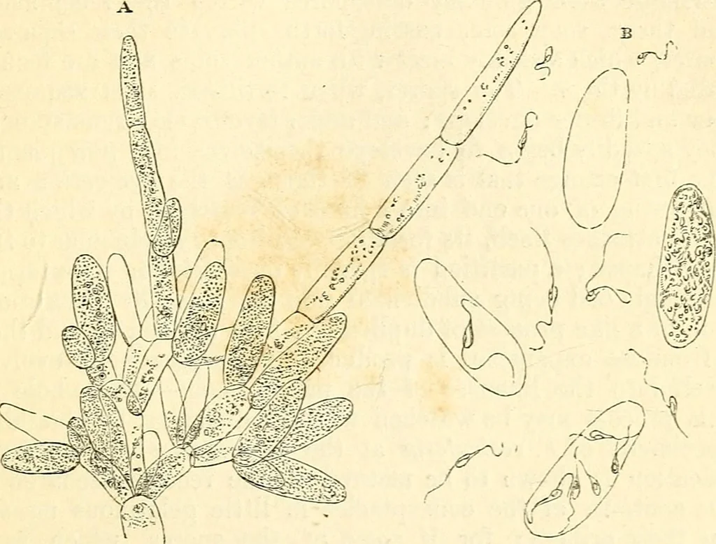 An illustration from The microscope and its revelations, 1856, leaf 392