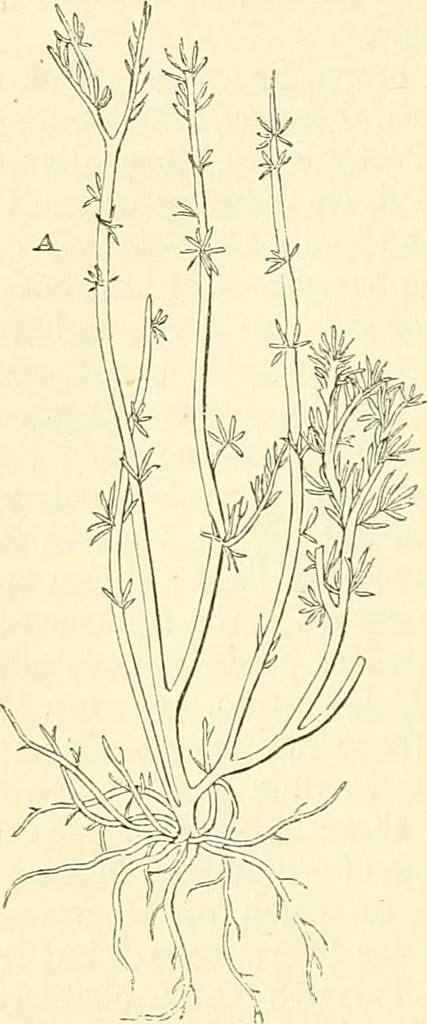 An illustration from The microscope and its revelations, 1856, leaf 395