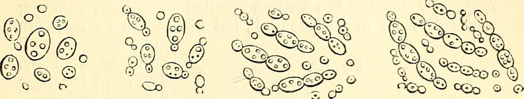 An illustration from The microscope and its revelations, 1856, leaf 398