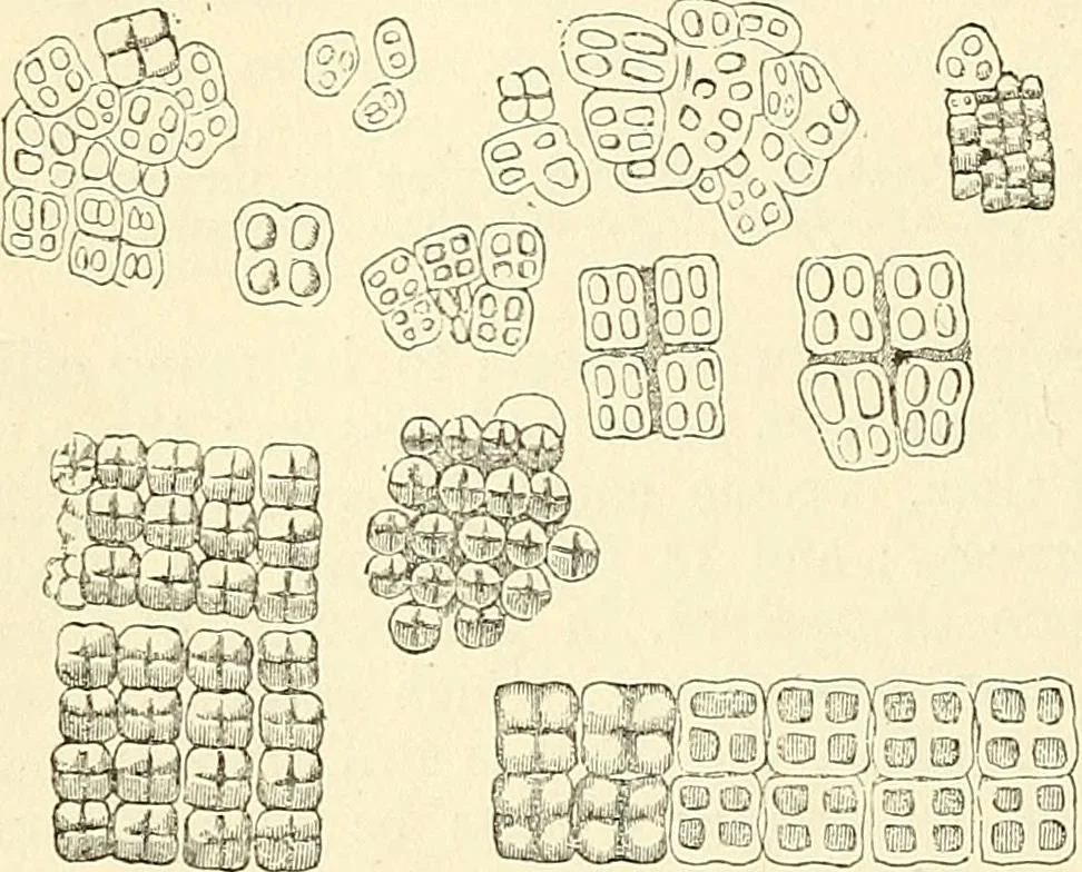 An illustration from The microscope and its revelations, 1856, leaf 399