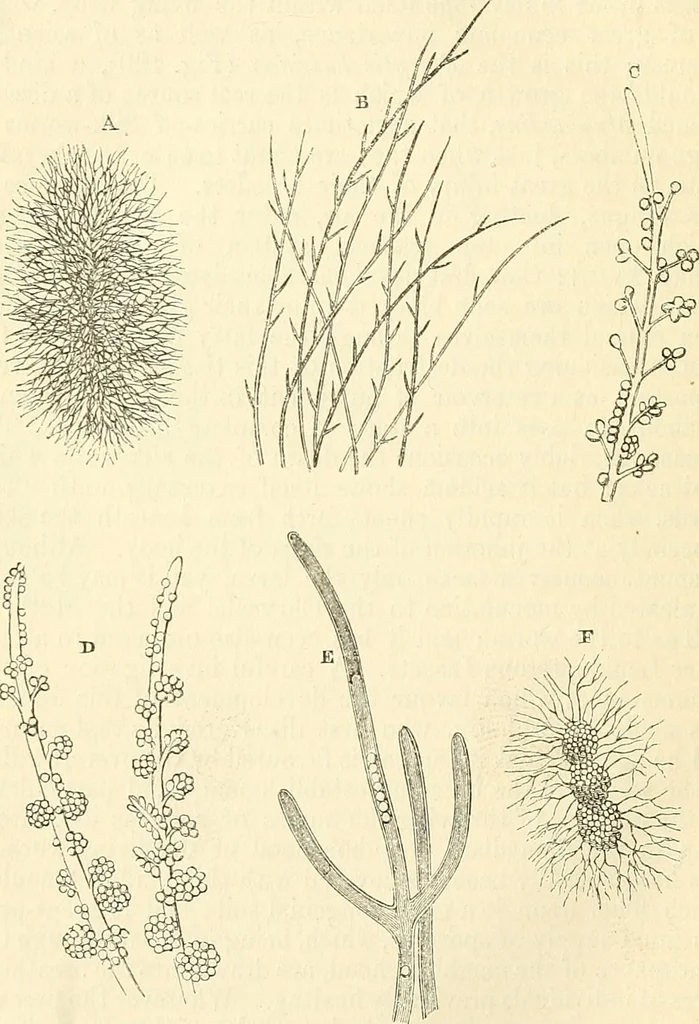 An illustration from The microscope and its revelations, 1856, leaf 401