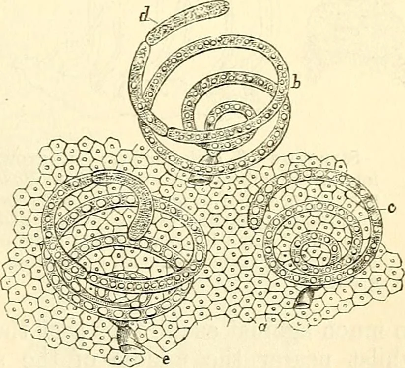 An illustration from The microscope and its revelations, 1856, leaf 402