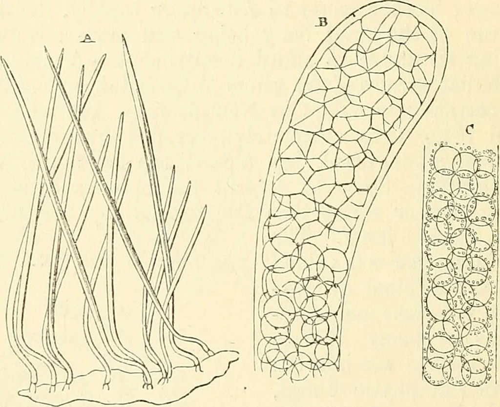 An illustration from The microscope and its revelations, 1856, leaf 403