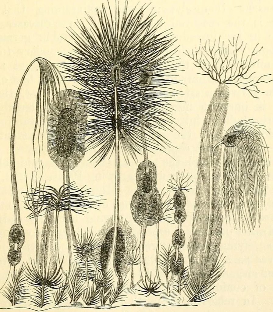 An illustration from The microscope and its revelations, 1856, leaf 404