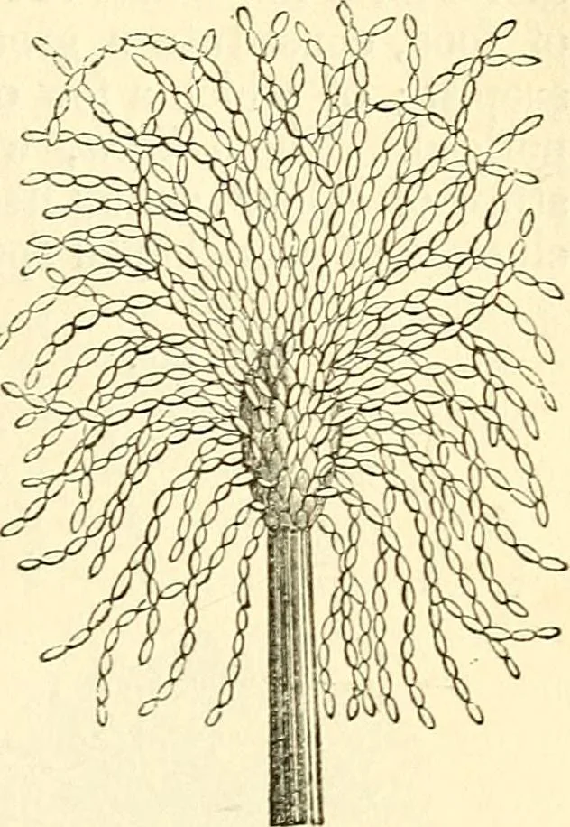 An illustration from The microscope and its revelations, 1856, leaf 406