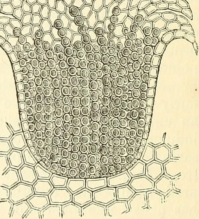 An illustration from The microscope and its revelations, 1856, leaf 409