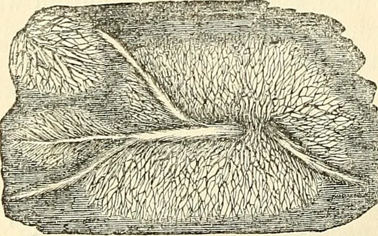 An illustration from The microscope and its revelations, 1856, leaf 409
