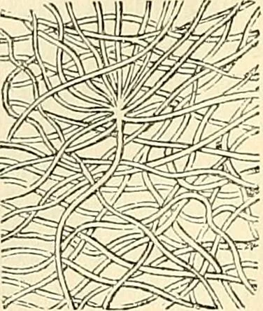 An illustration from The microscope and its revelations, 1856, leaf 409