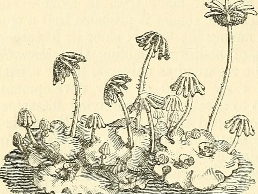 An illustration from The microscope and its revelations, 1856, leaf 411