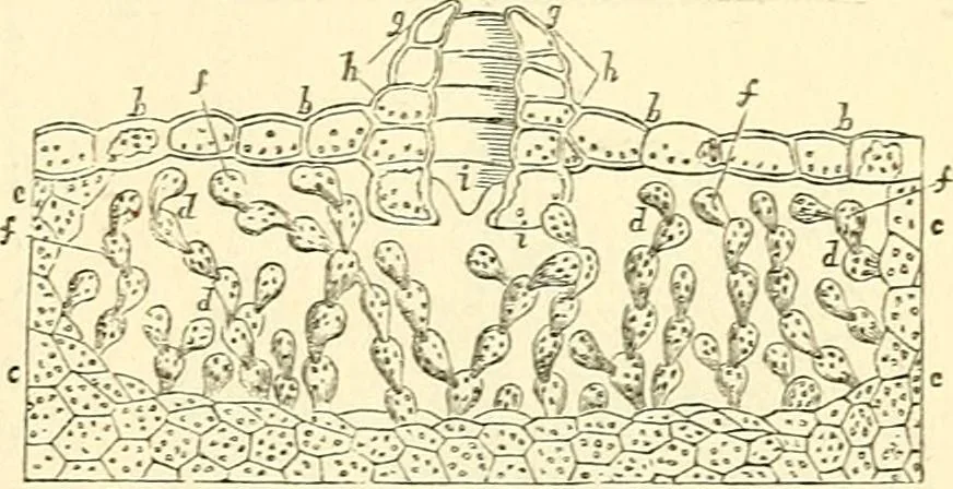An illustration from The microscope and its revelations, 1856, leaf 412