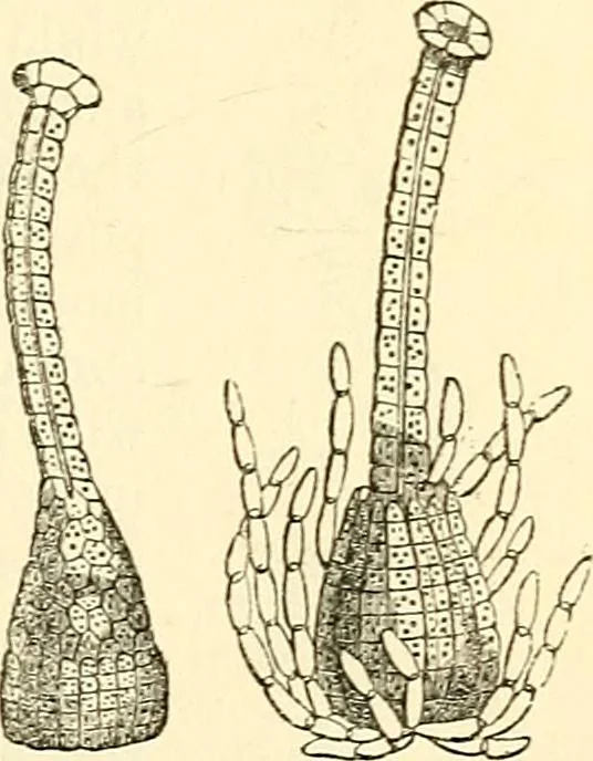 An illustration from The microscope and its revelations, 1856, leaf 414