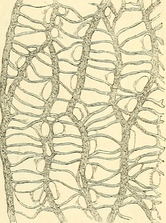 An illustration from The microscope and its revelations, 1856, leaf 416